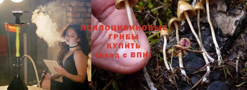 маркетплейс как зайти  Сертолово  Псилоцибиновые грибы Psilocybe 